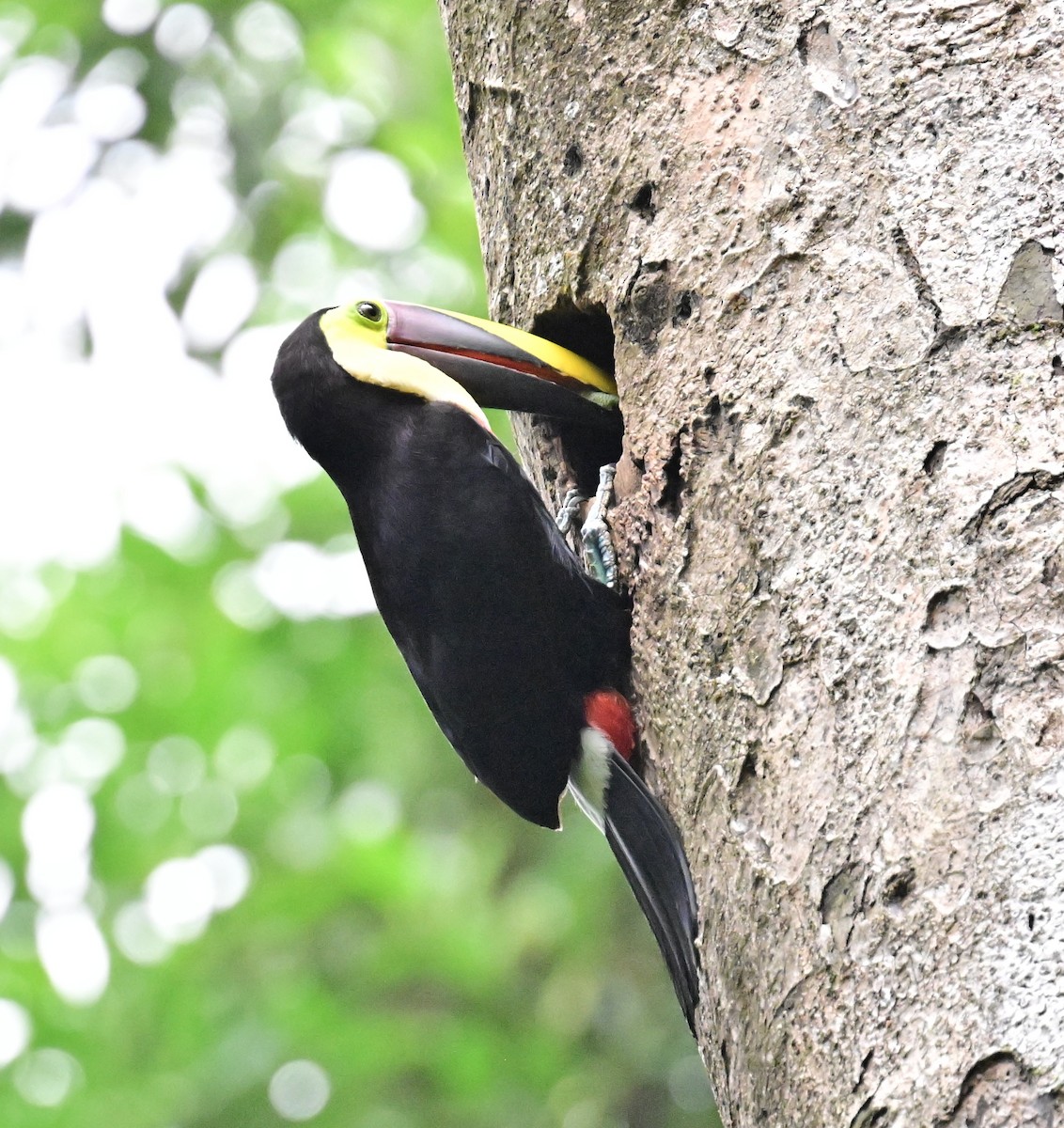 Yellow-throated Toucan - Vivian Fung