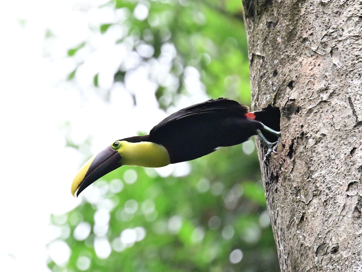 Yellow-throated Toucan - Vivian Fung