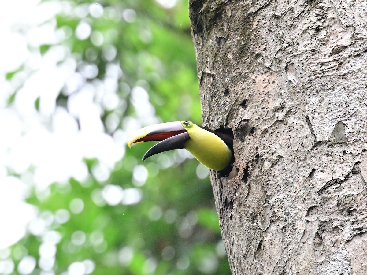 Yellow-throated Toucan - Vivian Fung