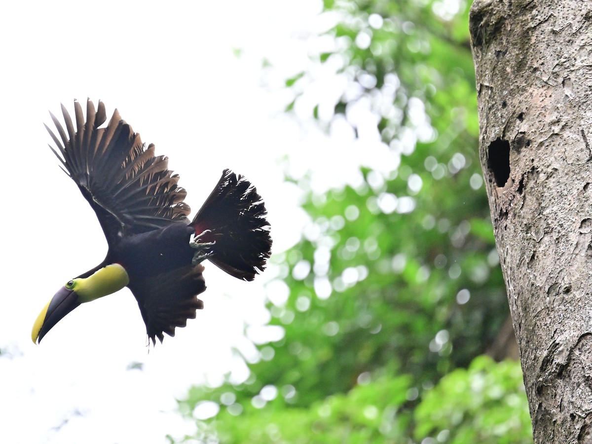 Yellow-throated Toucan - Vivian Fung