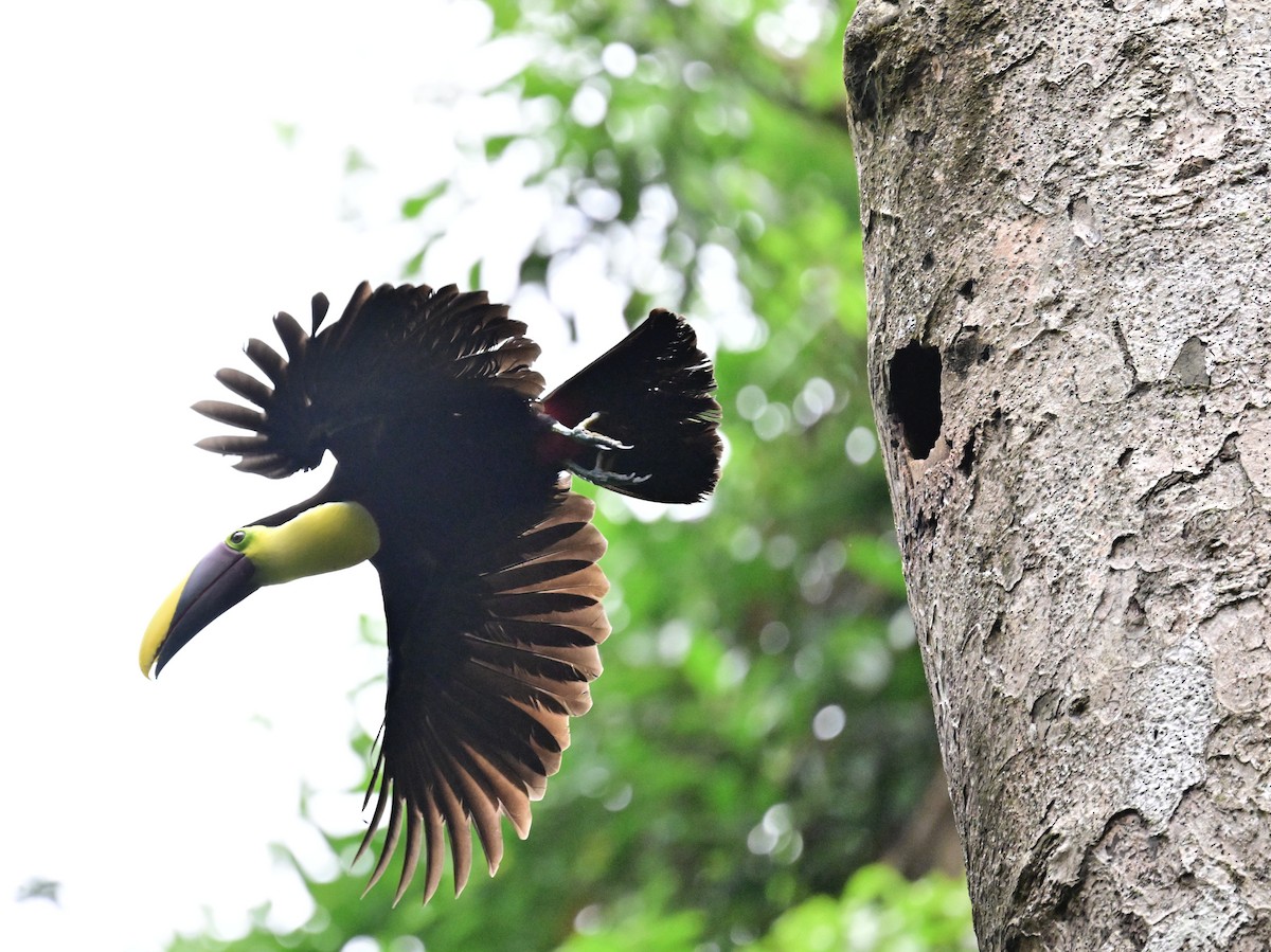 Yellow-throated Toucan - Vivian Fung