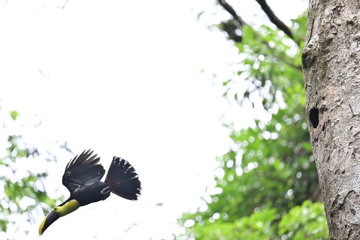 Yellow-throated Toucan - Vivian Fung