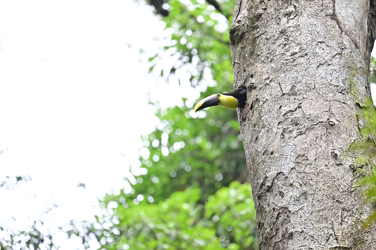 Yellow-throated Toucan - Vivian Fung
