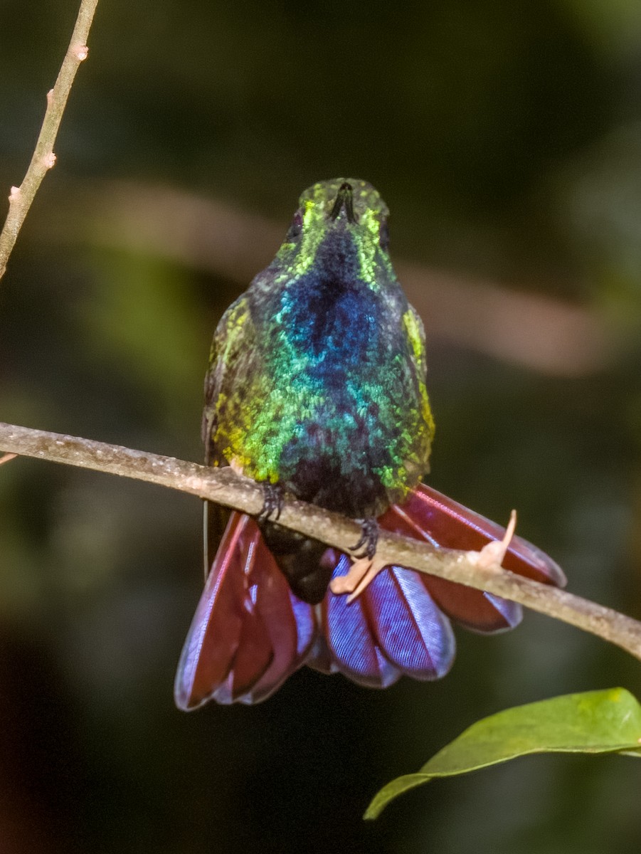 Green-breasted Mango - Imogen Warren