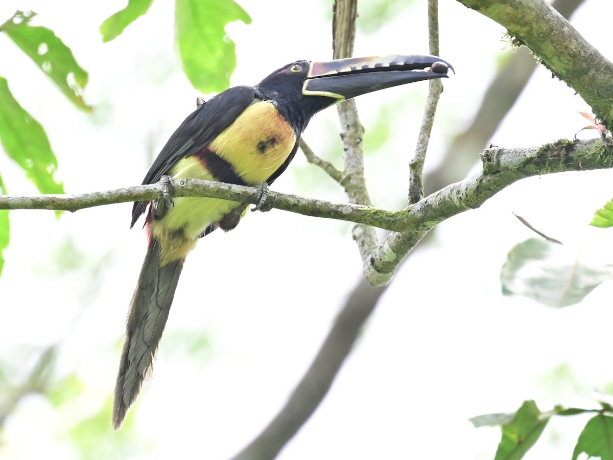 Collared Aracari - Vivian Fung