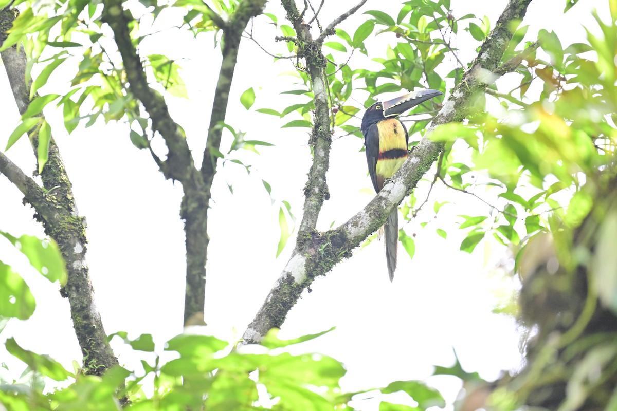 Collared Aracari - Vivian Fung