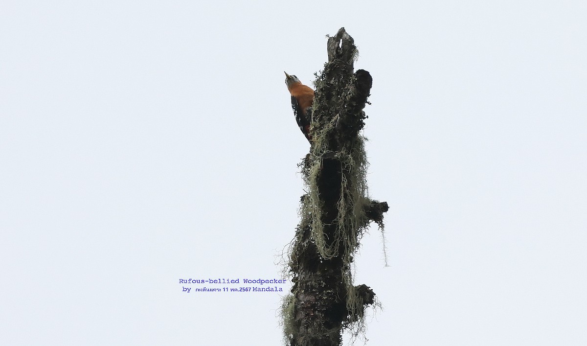 Rufous-bellied Woodpecker - Argrit Boonsanguan