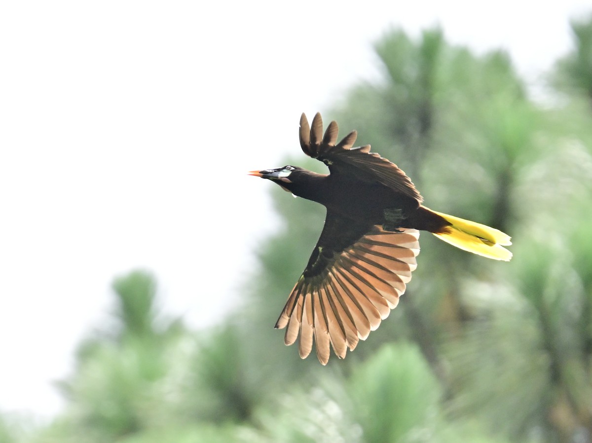 Montezuma Oropendola - Vivian Fung