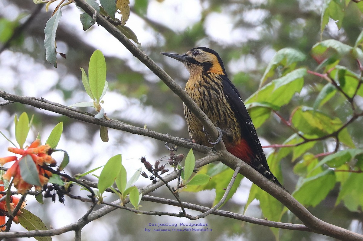 Darjeeling Woodpecker - Argrit Boonsanguan