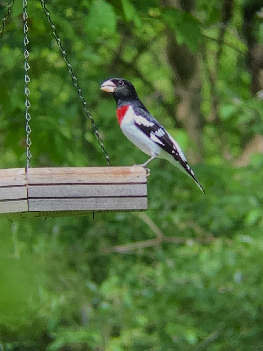 Rose-breasted Grosbeak - Raymond Rosselot