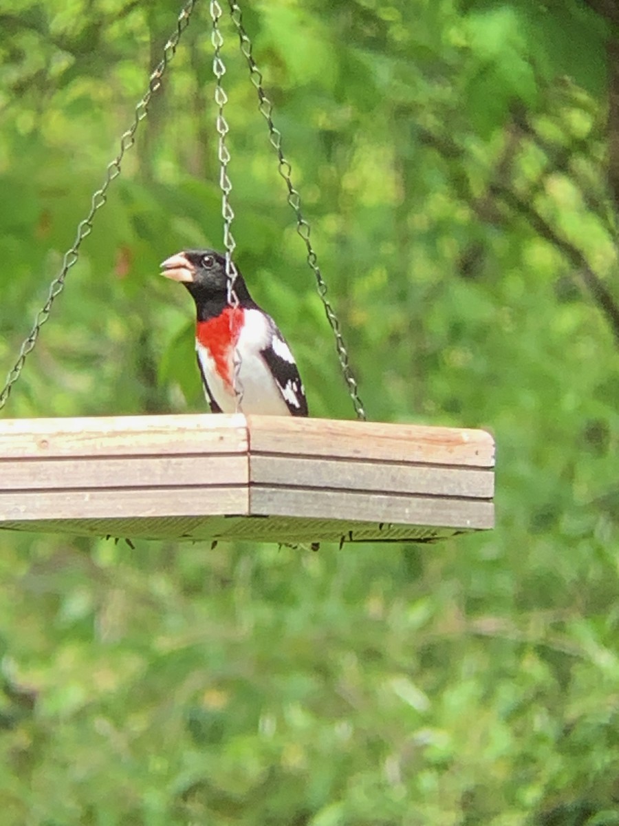 Rose-breasted Grosbeak - Raymond Rosselot