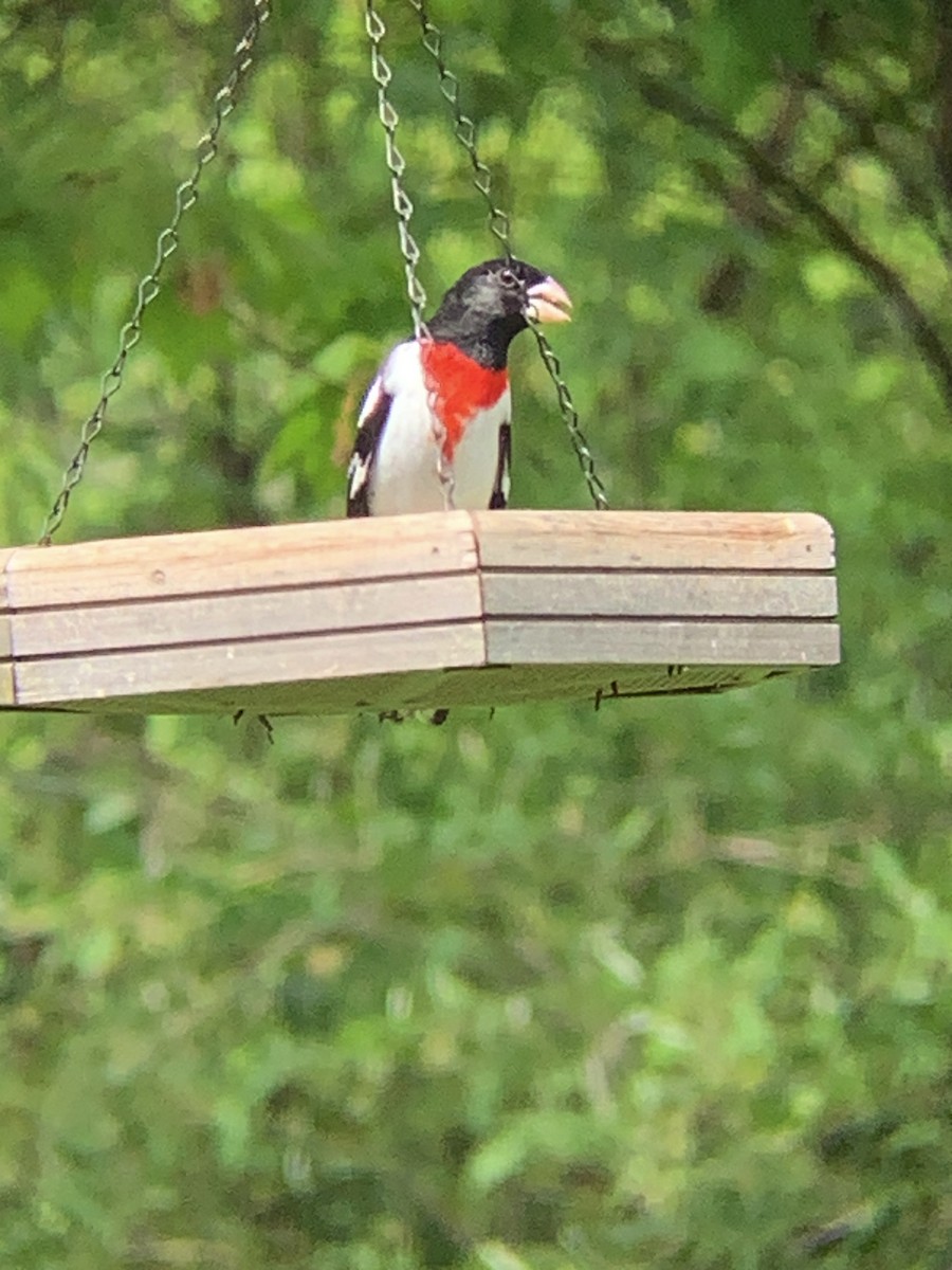 Rose-breasted Grosbeak - Raymond Rosselot