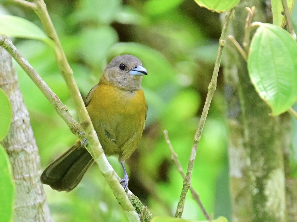 Scarlet-rumped Tanager - Vivian Fung