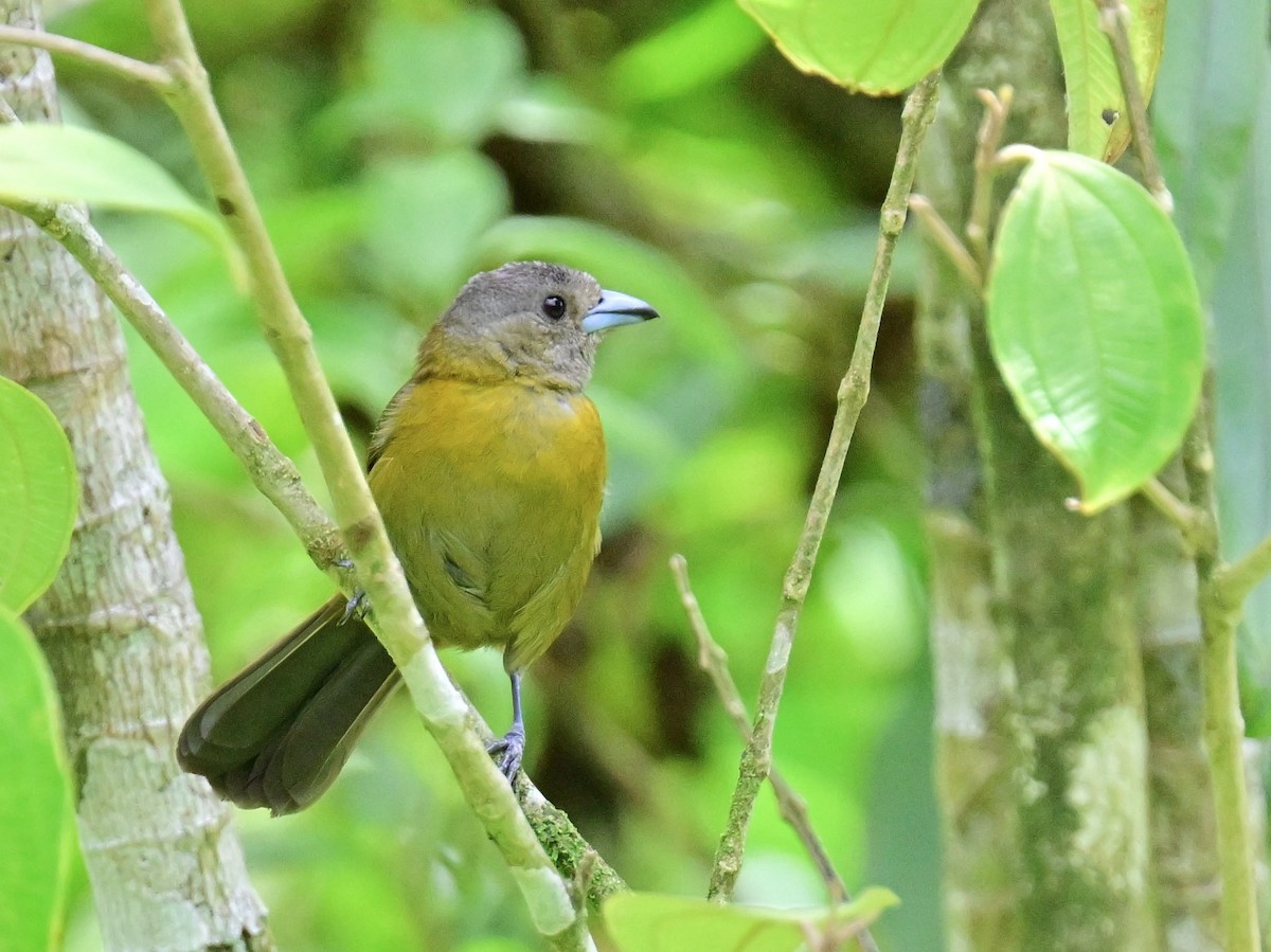 Scarlet-rumped Tanager - Vivian Fung