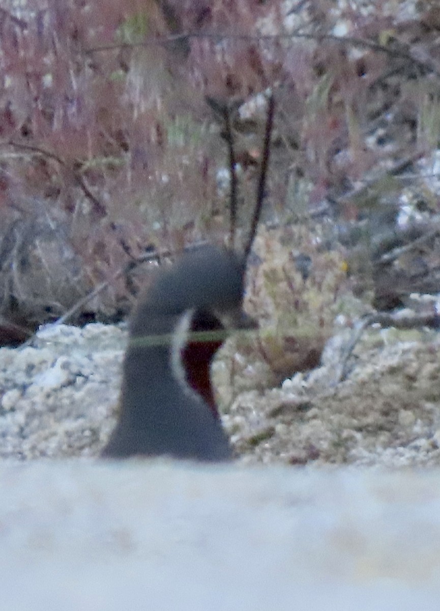 Mountain Quail - David Trissel