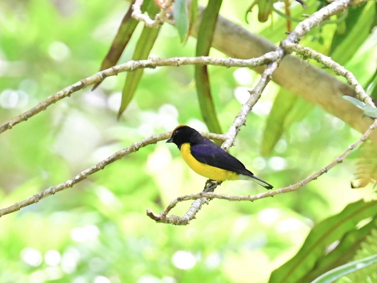 Tawny-capped Euphonia - Vivian Fung