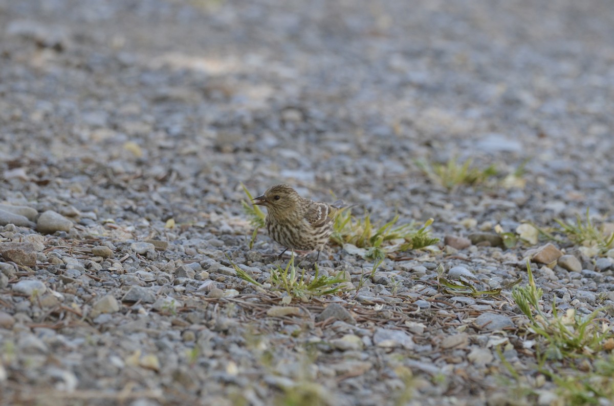 Pine Siskin - Leah Waldner