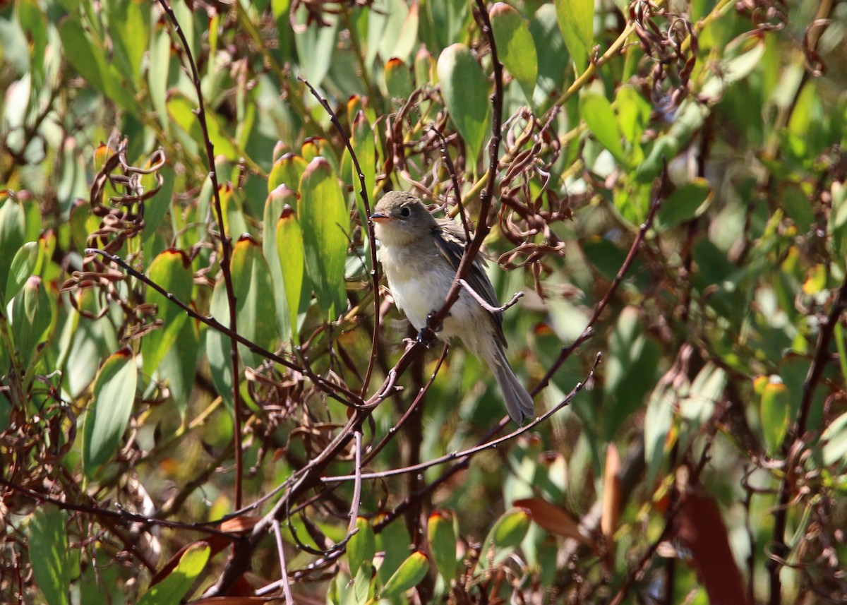 Western Flycatcher (Pacific-slope) - William Clark