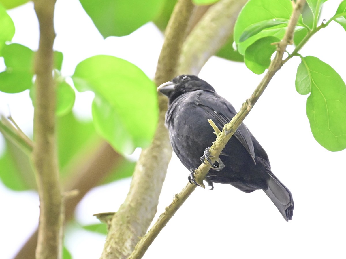 Variable Seedeater - Vivian Fung