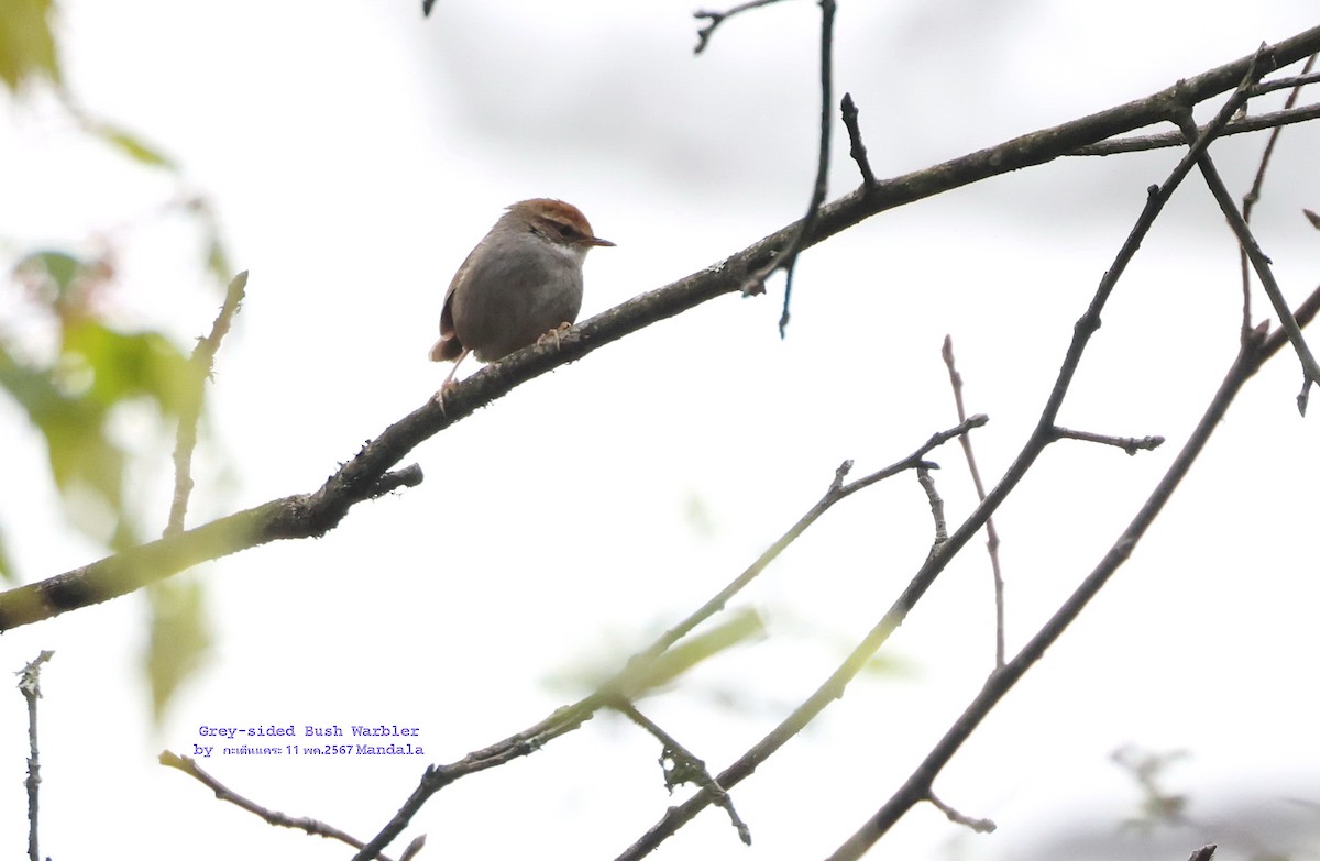 Gray-sided Bush Warbler - ML619430151