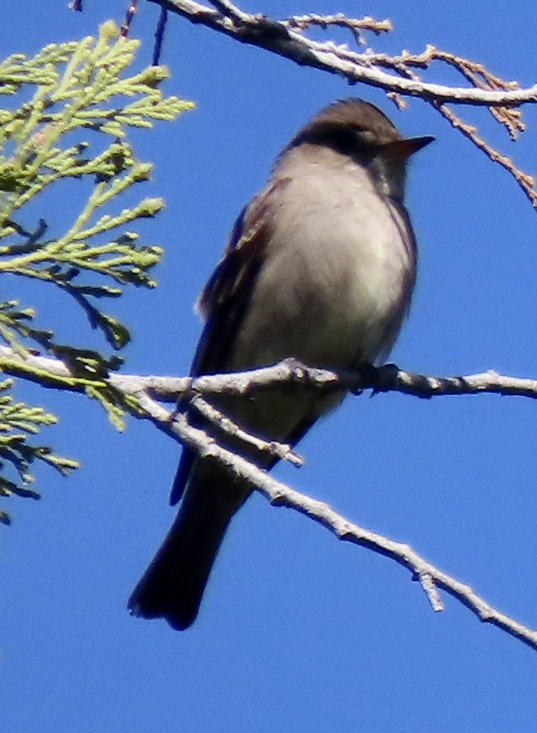 Western Wood-Pewee - David Trissel