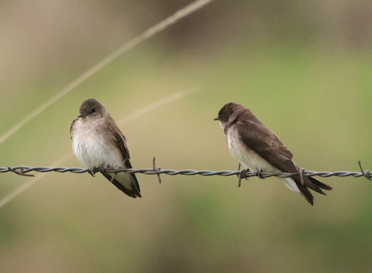 Northern Rough-winged Swallow - Susan Hovde