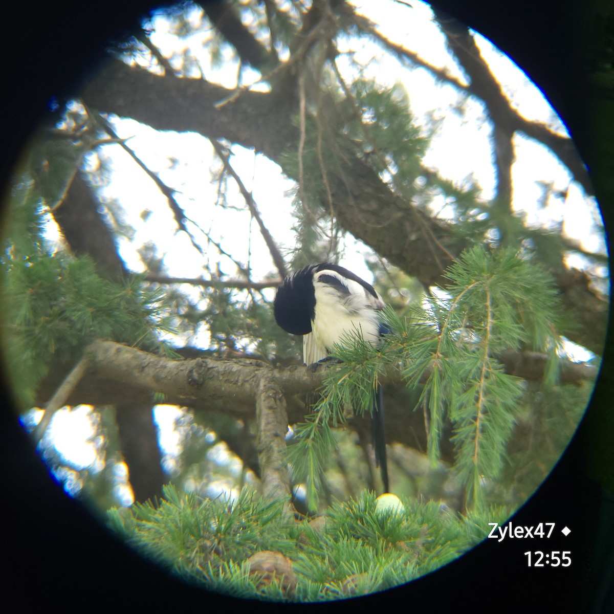 Oriental Magpie - Dusky Thrush