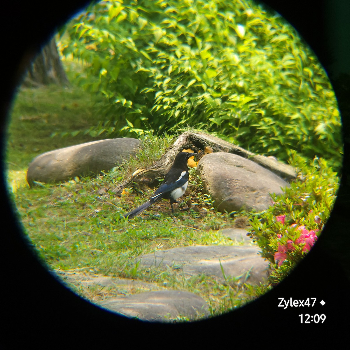 Oriental Magpie - Dusky Thrush