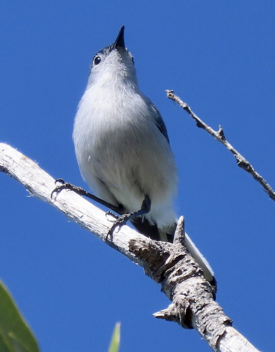 Blue-gray Gnatcatcher - David Trissel