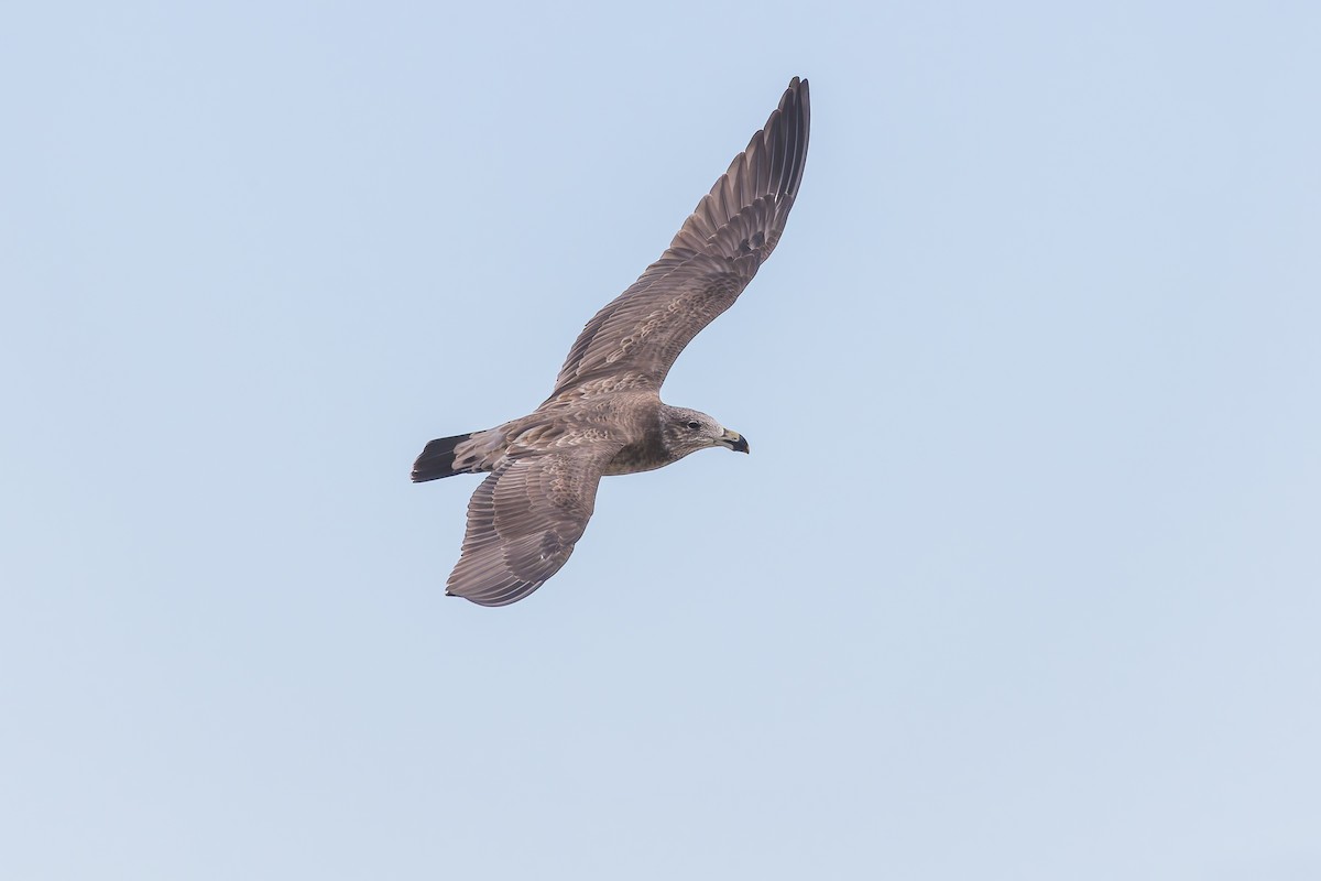 Pacific Gull - ML619430206