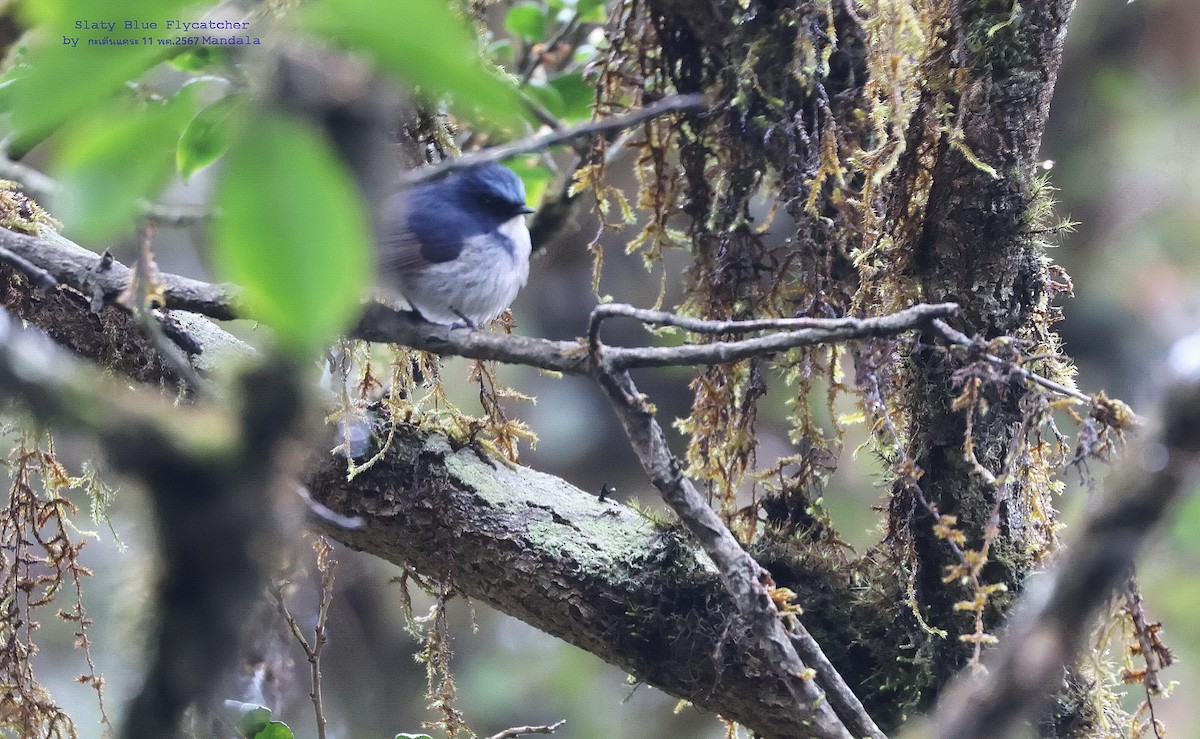 Slaty-blue Flycatcher - ML619430226