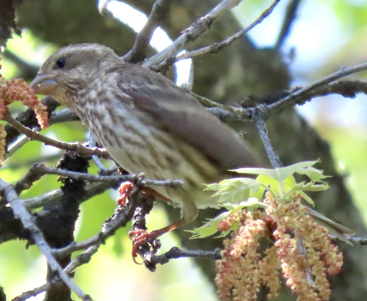 Purple Finch - ML619430227