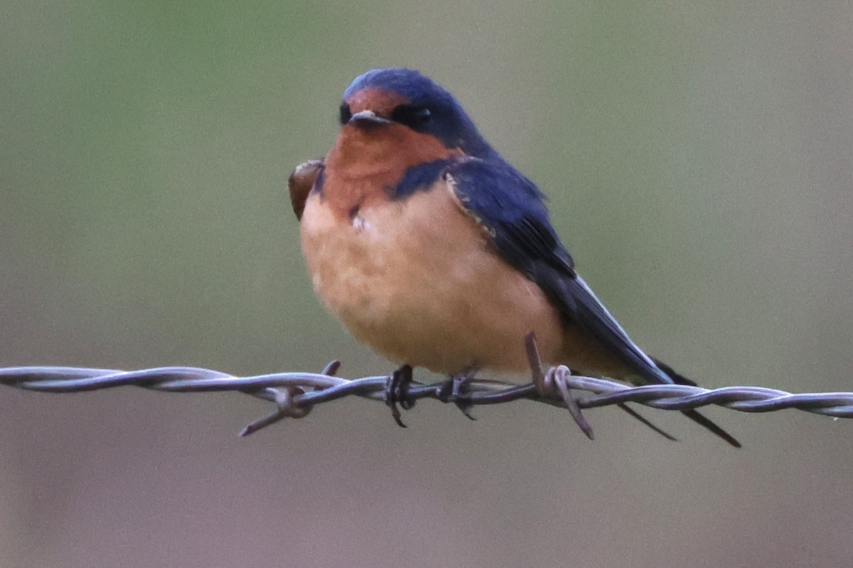 Barn Swallow - Susan Hovde