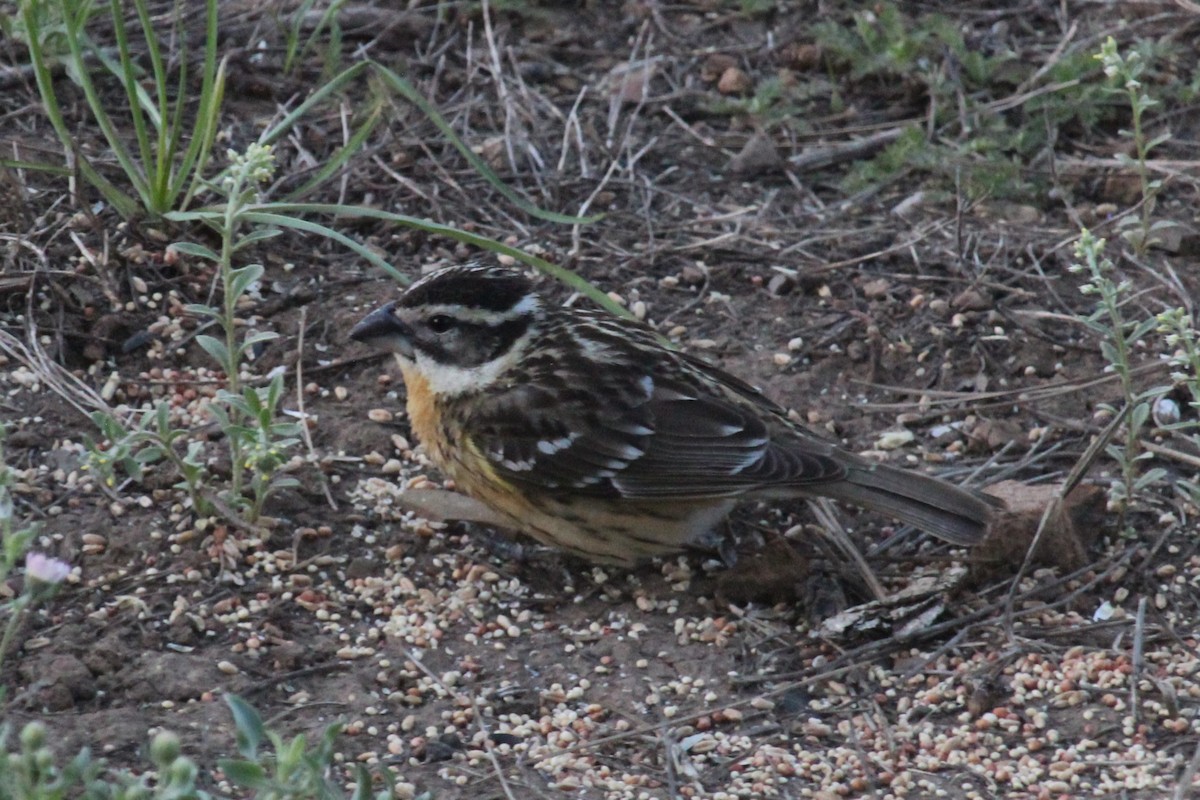 Black-headed Grosbeak - Connor Thomas