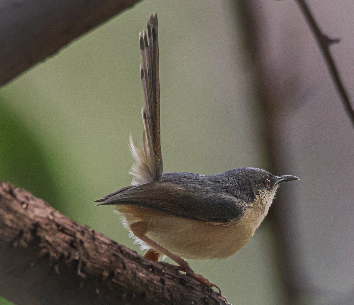 Ashy Prinia - Sanjay Gupta