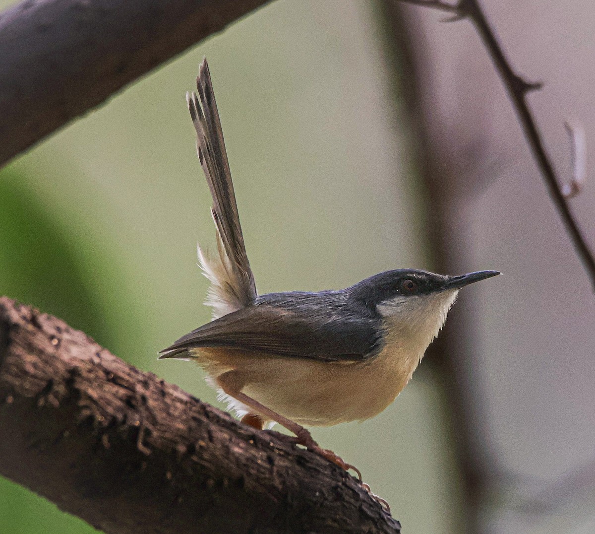 Ashy Prinia - Sanjay Gupta