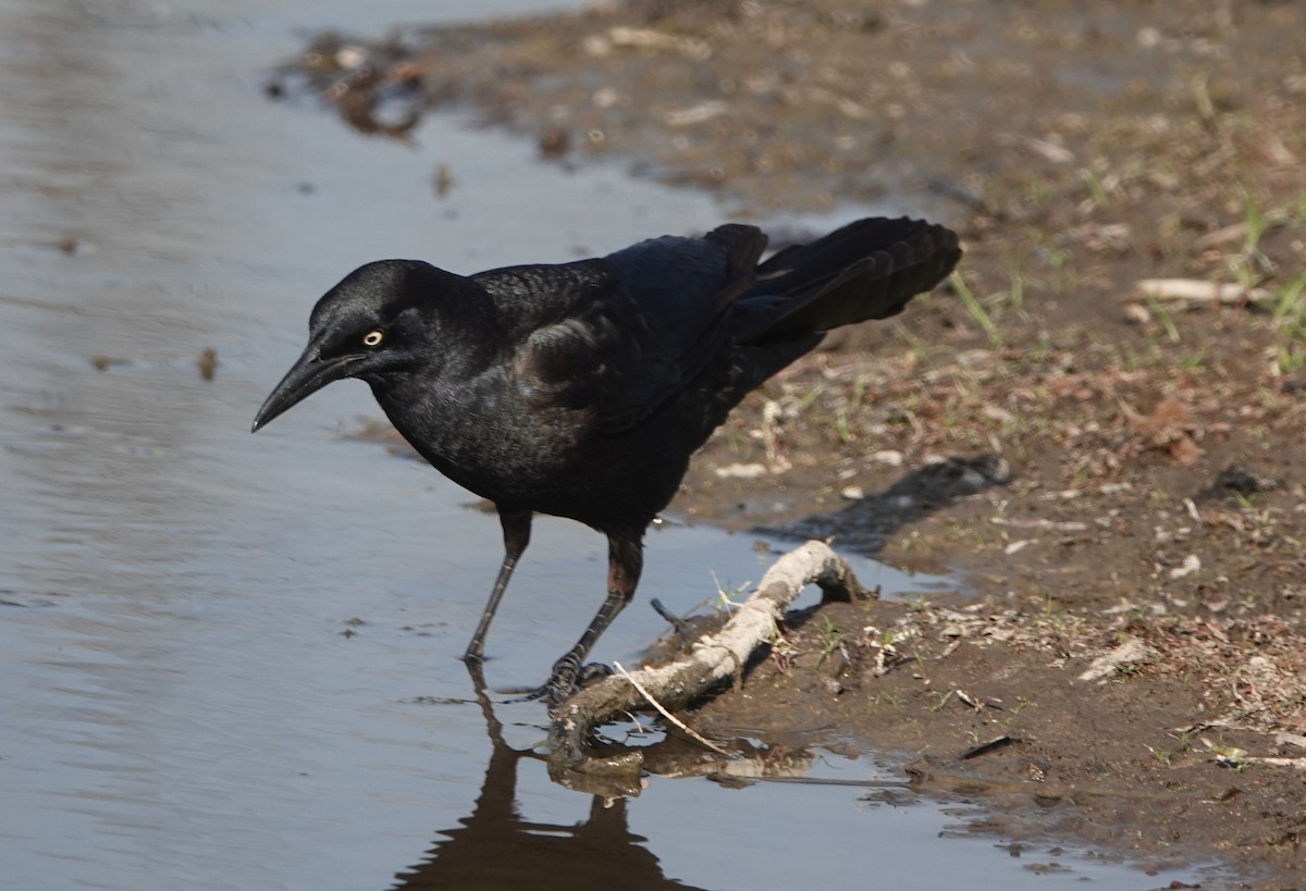 Great-tailed Grackle - Brad Rumble