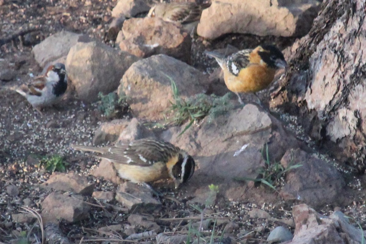 Black-headed Grosbeak - Connor Thomas