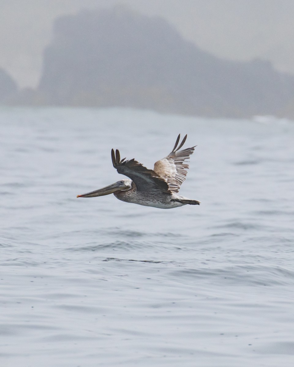 Brown Pelican - Mark Sawyer