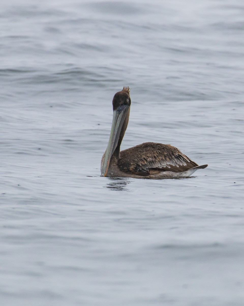 Brown Pelican - Mark Sawyer