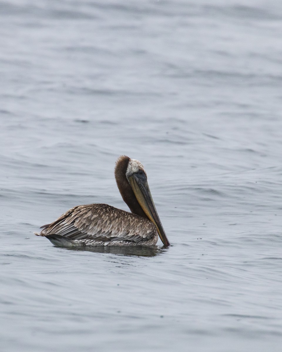 Brown Pelican - Mark Sawyer