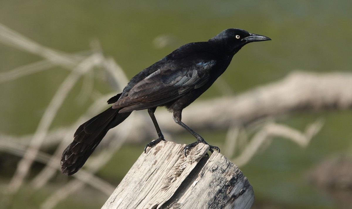 Great-tailed Grackle - Brad Rumble
