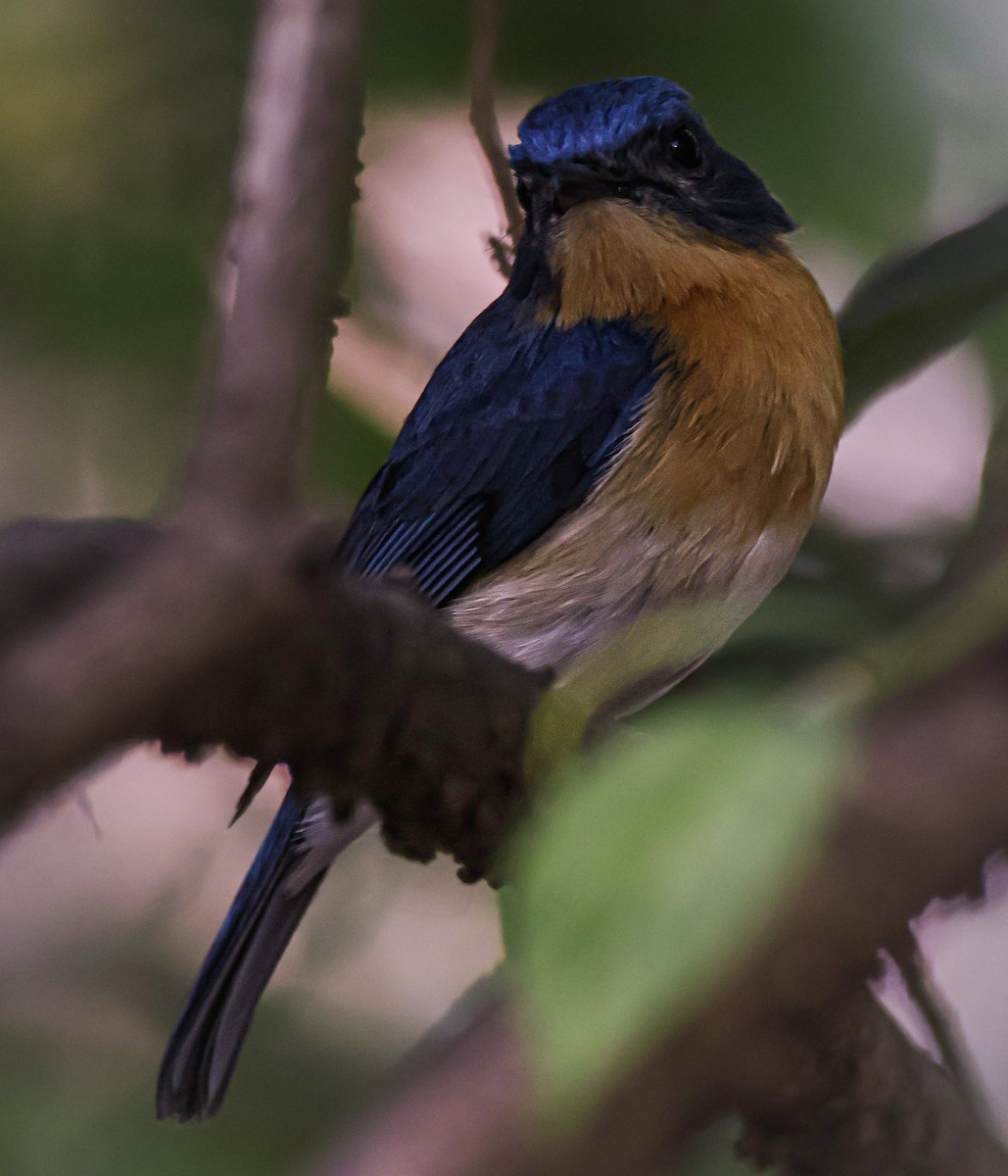 Tickell's Blue Flycatcher - Sanjay Gupta