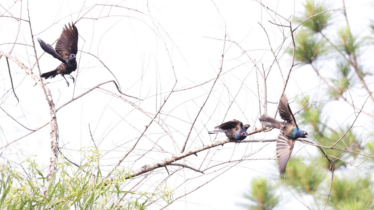 Common Grackle - Margareta Wieser