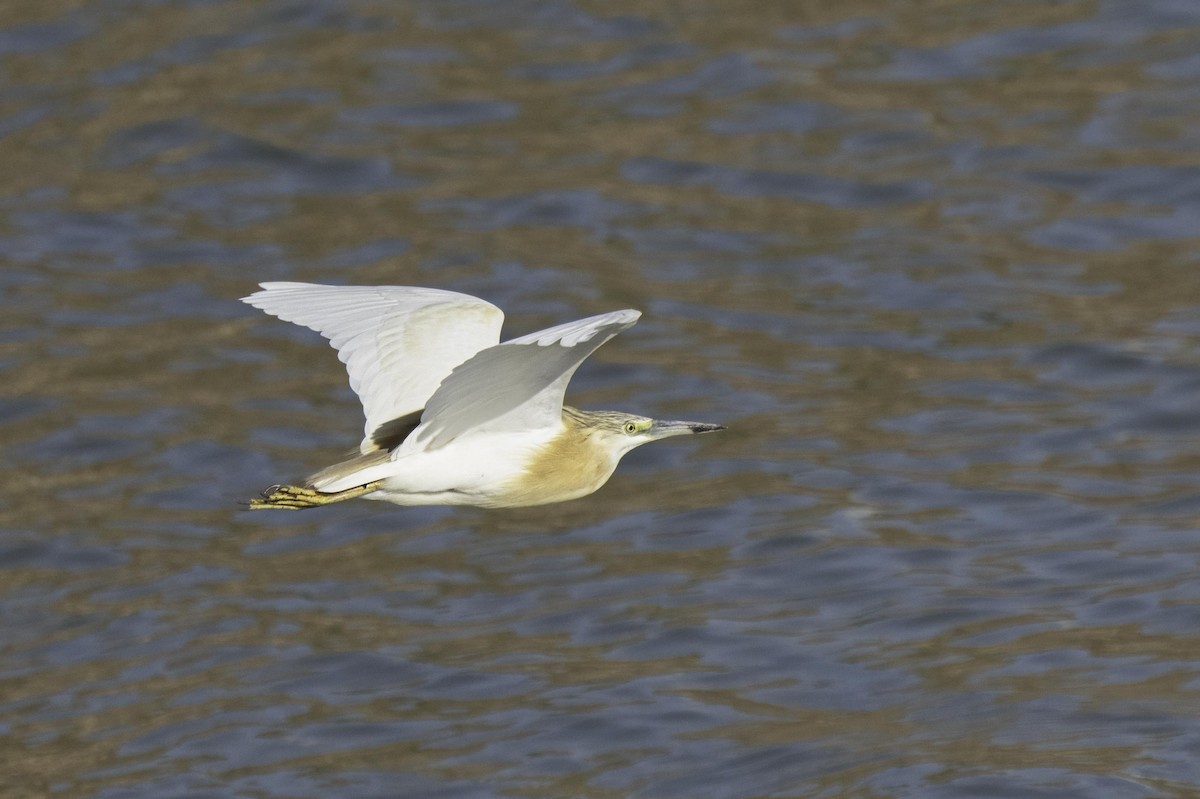 Squacco Heron - ML619430292