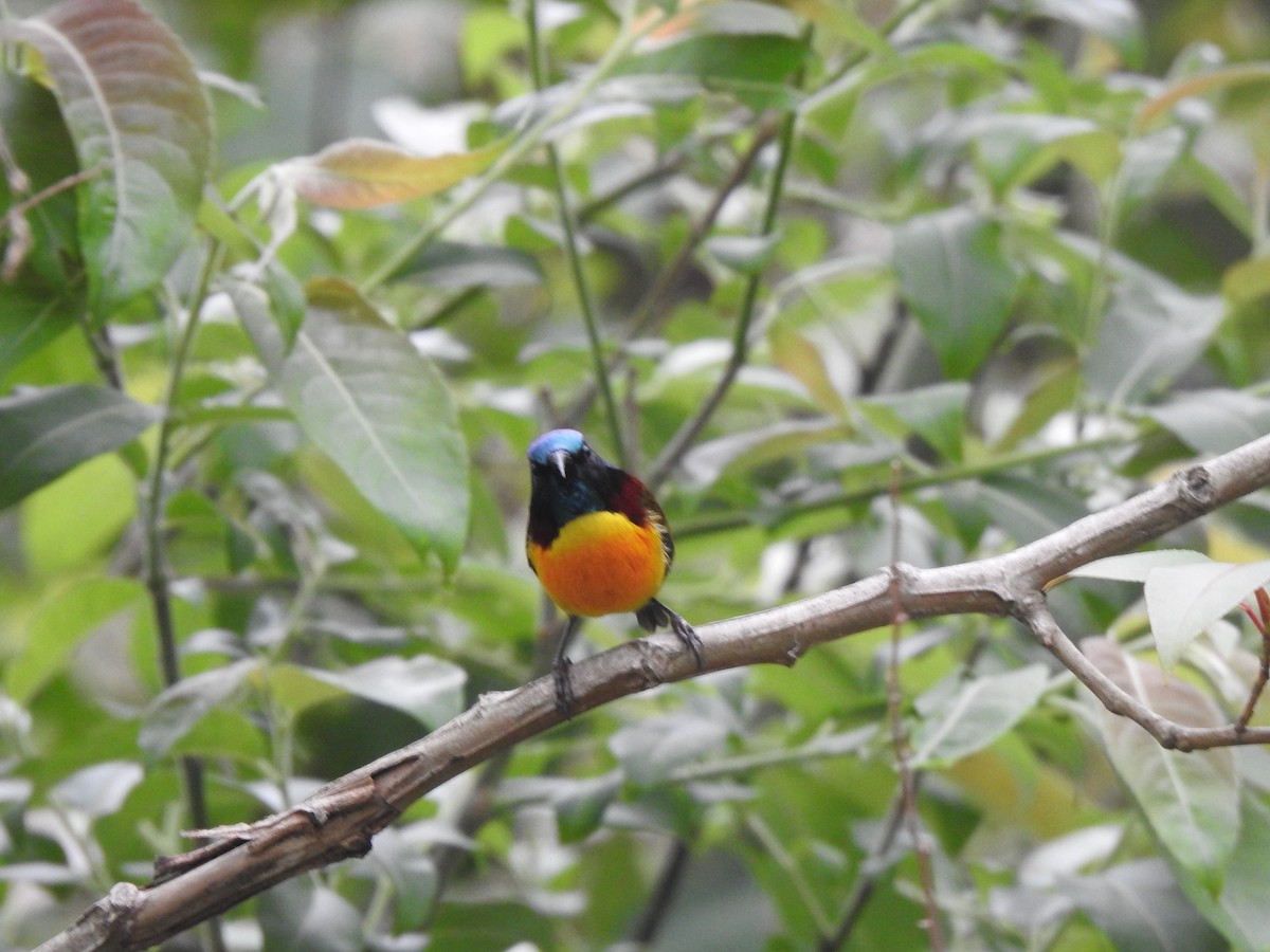 Green-tailed Sunbird - Suebsawat Sawat-chuto