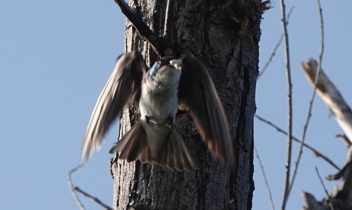 Tree Swallow - Brad Rumble