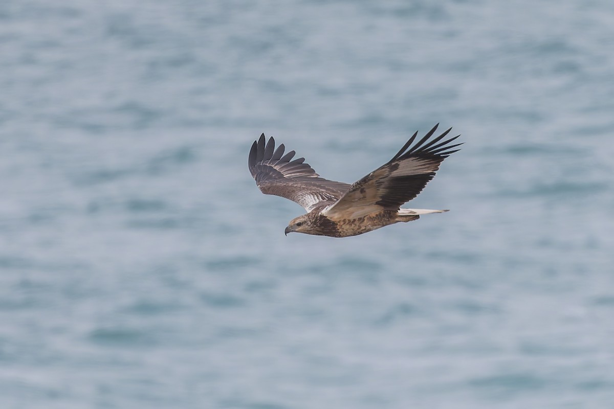 White-bellied Sea-Eagle - Dana Cameron