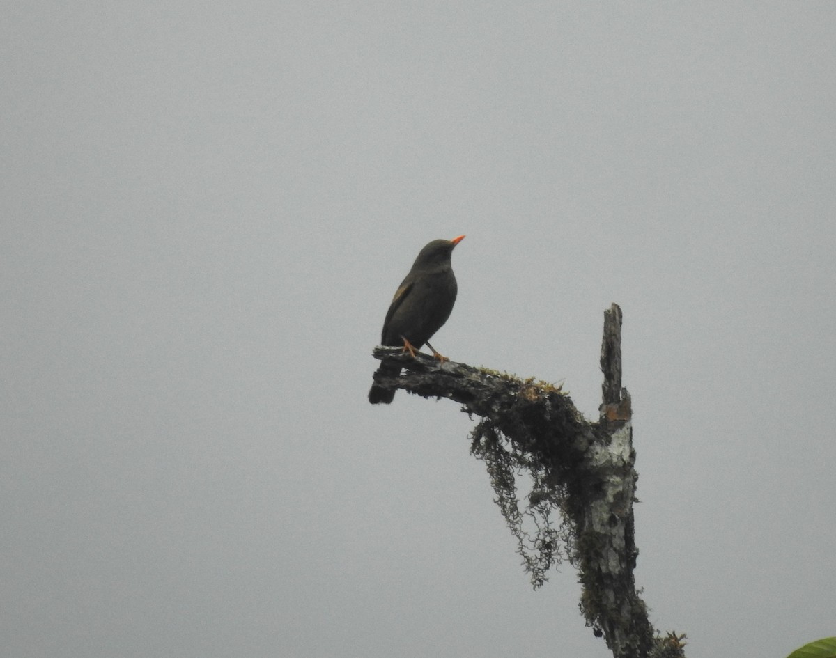 Gray-winged Blackbird - Suebsawat Sawat-chuto