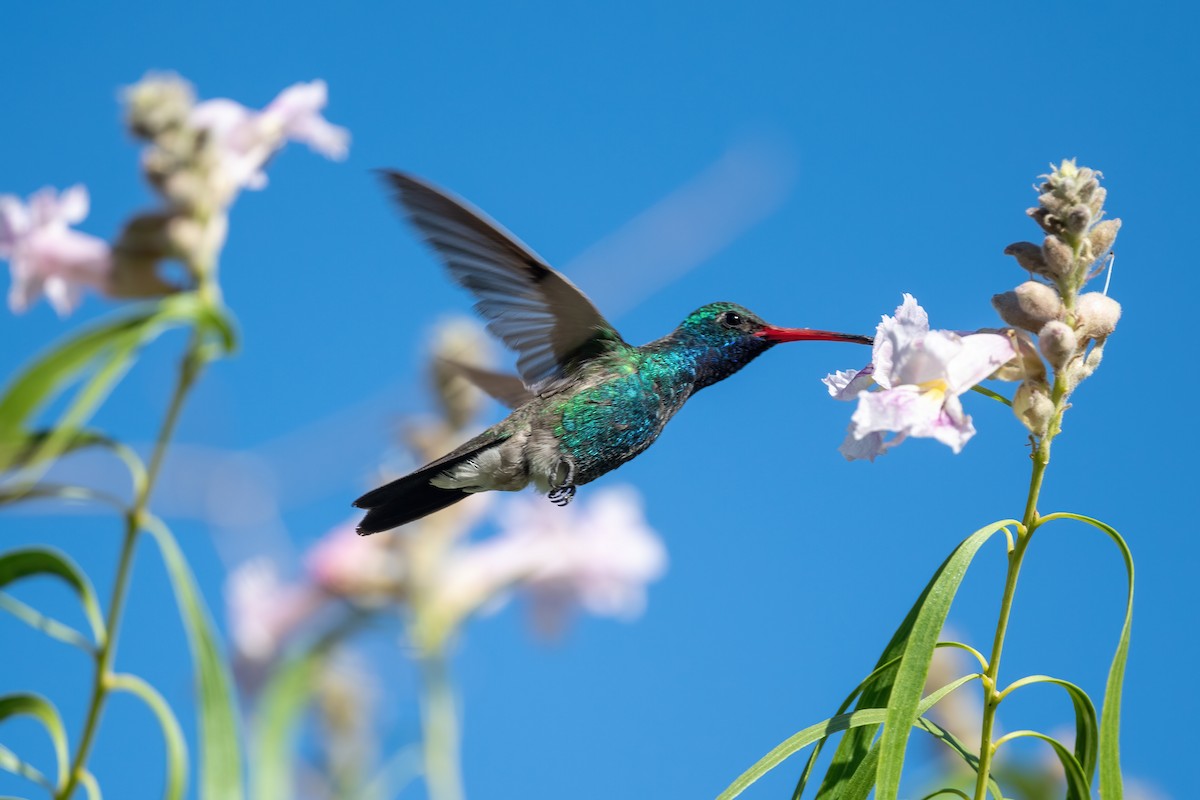 Broad-billed Hummingbird - Robert Shull